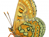 Marsh Fritillary (Eurodryas aurinia) L0075