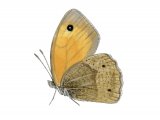 Meadow Brown (Maniola jurtina)  IN003