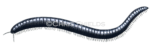 Millipede (Snake) Cyindoiulus londinensis TA0017