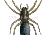 Mouse Spider (Scotophaeus blackwalli) SP0060