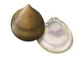 Norway Cockle (Laevicardium crassum) OS007