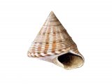 Painted Topshell (Calliostoma zizyphinum) OS001