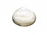 Peppery Furrow Shell (Scobicularia plana) OS001