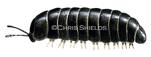 Pill Millipede (Glomeris marginata) TA006