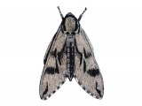 Pine Hawkmoth (Hyloicus pinastri) IN003