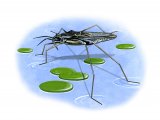 Pond Skater (Gerris sp.) IN001