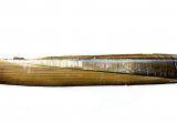 Razor Shell (Ensis siliqua) OS001