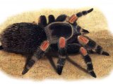 Red-Kneed Tarantula (Brachypelma smithii) OS001