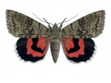 Red Underwing (Catocala nupta) IN001