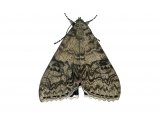 Red Underwing (Catocala nupta) IN002