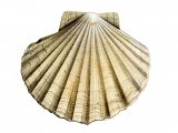 Scallop (Great) Pecten maximus OS001