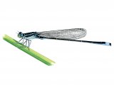 Scarce blue-tailed damselfly (Ischnura pumilio) IN001