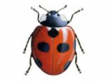 Scarce 7-spot Ladybird (Coccinella magnifica) IN001