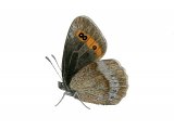 Scotch Argus (Erebia aethiops) IN002