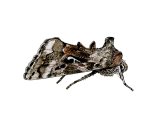 Silver Y (Autographa gamma) IN003