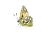 Silver-spotted Skipper (Hesperia comma) IN002