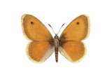 Small Heath (Coenonympha pamphilus) IN001