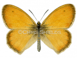 Small Heath (Coenonympha pamphilus) IN004