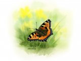 Small Tortoiseshell (Aglais urticae) IN002