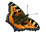 Small Tortoiseshell (Aglais urticae) IN004