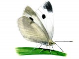 Small White (Artogeia rapae) IN004