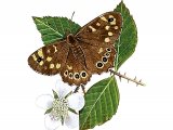 Speckled Wood (Pararge aegeria) IN004