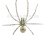 Spitting Spider (Scytodes thoracica) SP0047