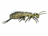 IN142 - Springtail (Isotomurus palustris)