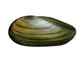 Swan Mussel (Anodonta cygnea) OS001