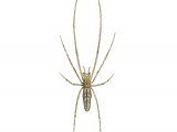 Tetragnatha extensa OS001