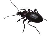 Violet Ground Beetle (Carabus violates) IN002