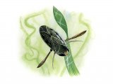 Water Boatman Corixa punctata) IN006