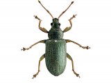 Common Leaf Weevil (Phyllobius pyri) IN001