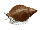 Common Whelk (Buccinum undatum) OS003