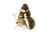 White Admiral (Limenitis camilla) IN001