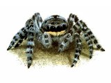 Wolf Spider (Lycosidae spp.) OS002