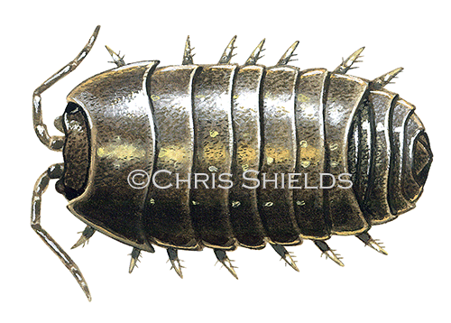 Woodlouse (Pill) Armadillidium vulgare TA0024