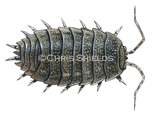 Woodlouse (Rough) Porcellio scaber) TA0021